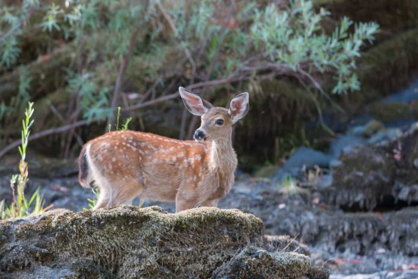 Young Blacktail Deer