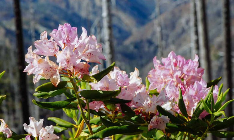 Western Azalea in the Kalmiopsis Wilderness