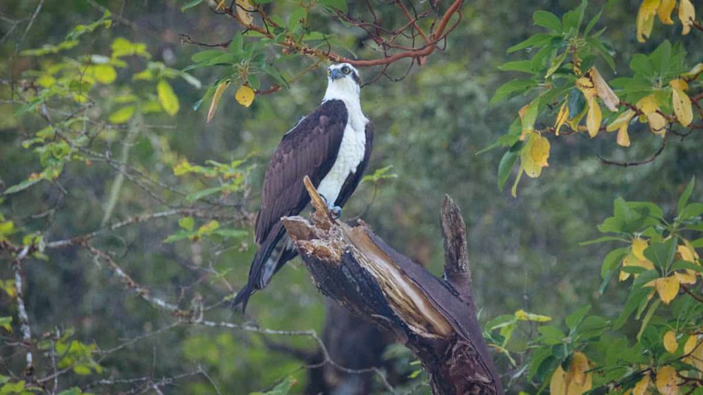 osprey new zealand